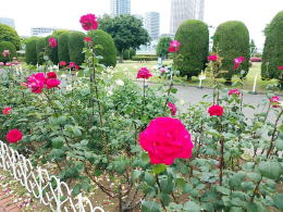 港区バラ園