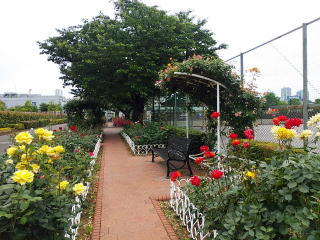 港区バラ園