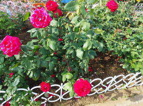 東京都港区ローズガーデン