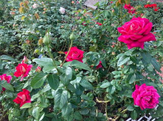 東京港区バラ園