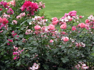 日比谷公園ばら