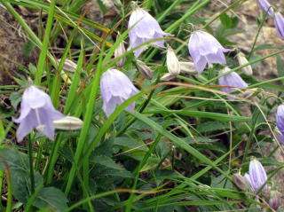 谷川岳高山植物