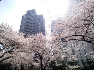 赤坂桜坂桜並木