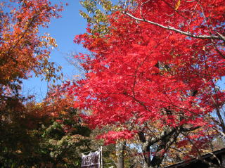 城山の紅葉