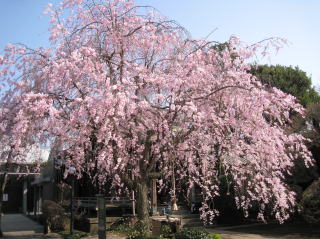 谷中しだれ桜