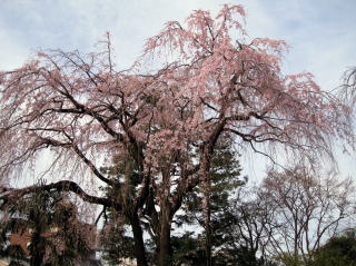 谷中 天王寺 しだれ桜