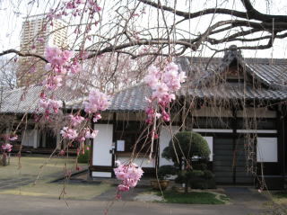 谷中 天王寺 しだれ桜