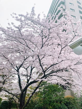 マンション前庭の桜
