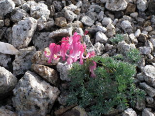 高山植物コマクサ